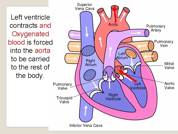 Left ventricle contracts and Oxygenated blood is forced into the aorta to be carried