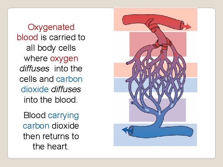 Oxygenated blood is carried to all body cells where oxygen diffuses into the cells