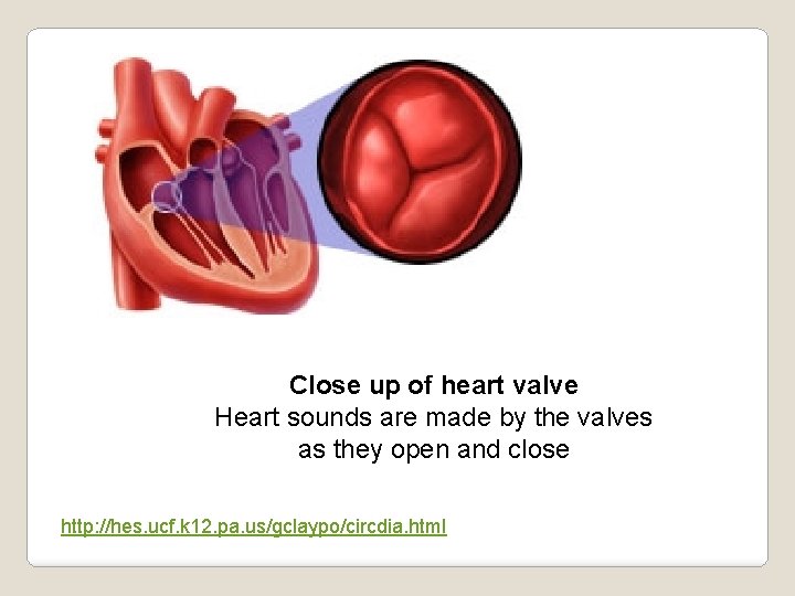 Close up of heart valve Heart sounds are made by the valves as they