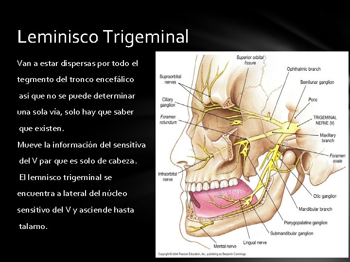 Leminisco Trigeminal Van a estar dispersas por todo el tegmento del tronco encefálico asi