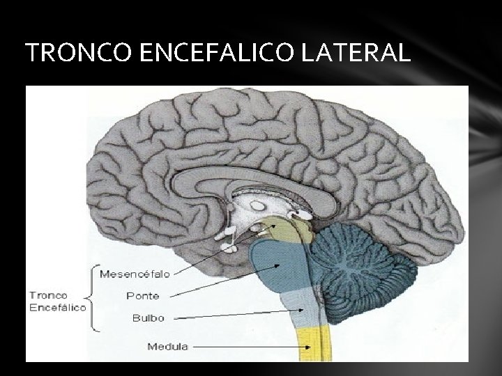 TRONCO ENCEFALICO LATERAL 