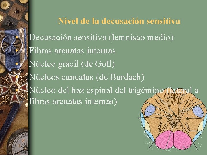 Nivel de la decusación sensitiva • • • Decusación sensitiva (lemnisco medio) Fibras arcuatas