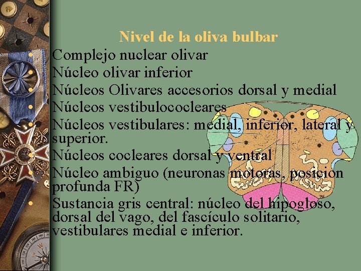  • • Nivel de la oliva bulbar Complejo nuclear olivar Núcleo olivar inferior
