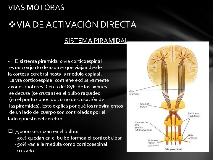 VIAS MOTORAS v. VIA DE ACTIVACIÓN DIRECTA SISTEMA PIRAMIDAL - El sistema piramidal o