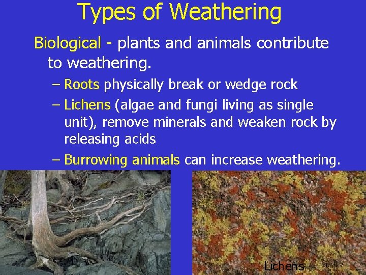 Types of Weathering Biological - plants and animals contribute to weathering. – Roots physically