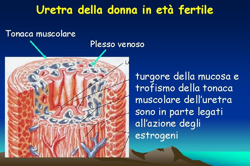 Uretra della donna in età fertile Tonaca muscolare Plesso venoso turgore della mucosa e