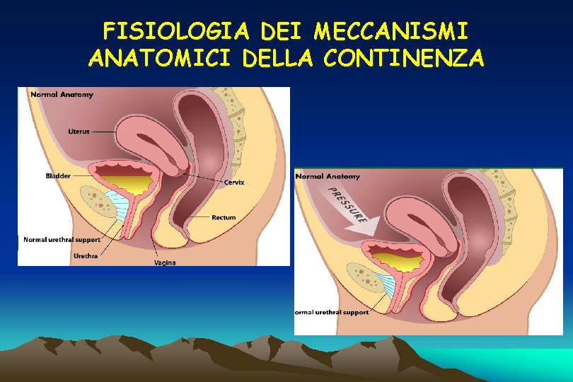 FISIOLOGIA DEI MECCANISMI ANATOMICI DELLA CONTINENZA FISIOLOGIA DEI MECCANISMI ANATOMICI DELLA CONTINENZA