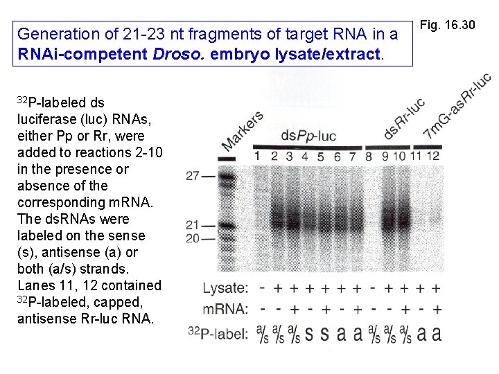 Generation of 21 -23 nt fragments of target RNA in a RNAi-competent Droso. embryo Generation of 21 -23 nt fragments of target RNA in a RNAi-competent Droso. embryo