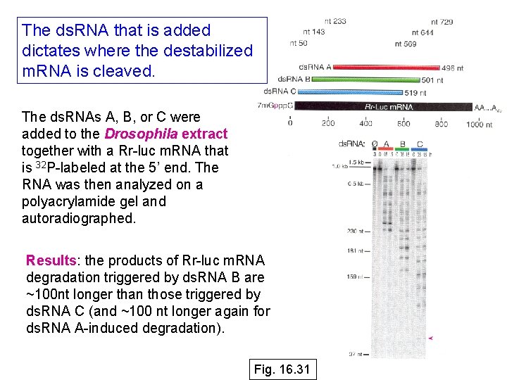 The ds. RNA that is added dictates where the destabilized m. RNA is cleaved. The ds. RNA that is added dictates where the destabilized m. RNA is cleaved.