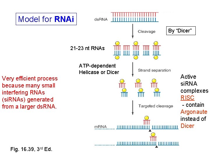 Model for RNAi By “Dicer” 21 -23 nt RNAs ATP-dependent Helicase or Dicer Very Model for RNAi By “Dicer” 21 -23 nt RNAs ATP-dependent Helicase or Dicer Very