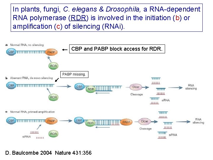 In plants, fungi, C. elegans & Drosophila, a RNA-dependent RNA polymerase (RDR) is involved In plants, fungi, C. elegans & Drosophila, a RNA-dependent RNA polymerase (RDR) is involved
