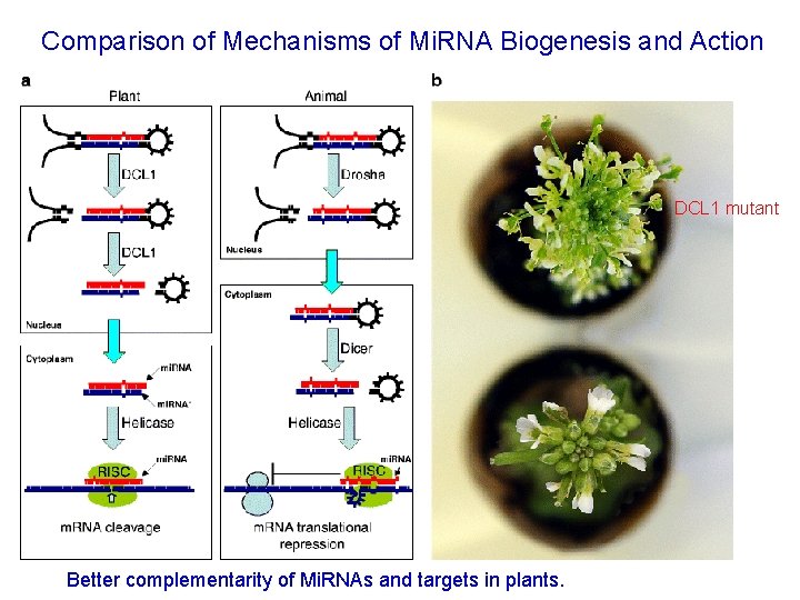 Comparison of Mechanisms of Mi. RNA Biogenesis and Action DCL 1 mutant Better complementarity Comparison of Mechanisms of Mi. RNA Biogenesis and Action DCL 1 mutant Better complementarity