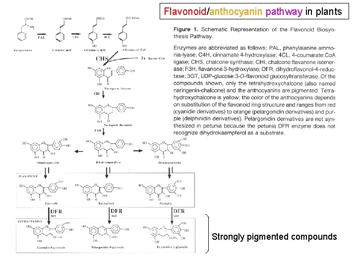 Flavonoid/anthocyanin pathway in plants Strongly pigmented compounds Flavonoid/anthocyanin pathway in plants Strongly pigmented compounds