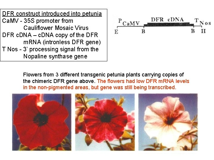 DFR construct introduced into petunia Ca. MV - 35 S promoter from Cauliflower Mosaic DFR construct introduced into petunia Ca. MV - 35 S promoter from Cauliflower Mosaic