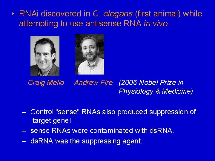 • RNAi discovered in C. elegans (first animal) while attempting to use antisense • RNAi discovered in C. elegans (first animal) while attempting to use antisense