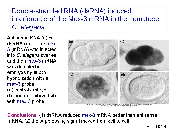 Double-stranded RNA (ds. RNA) induced interference of the Mex-3 m. RNA in the nematode Double-stranded RNA (ds. RNA) induced interference of the Mex-3 m. RNA in the nematode
