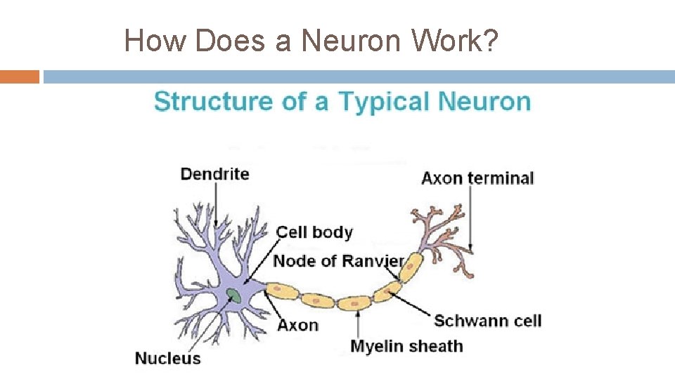 How Does a Neuron Work? 