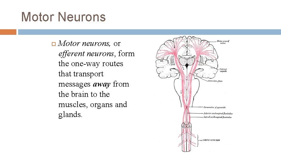 Motor Neurons Motor neurons, or efferent neurons, form the one-way routes that transport messages