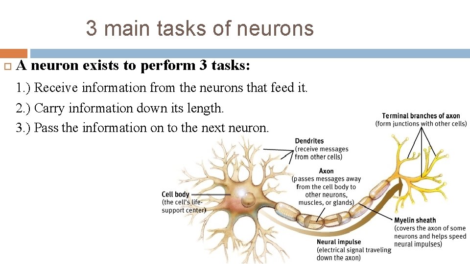 3 main tasks of neurons A neuron exists to perform 3 tasks: 1. )