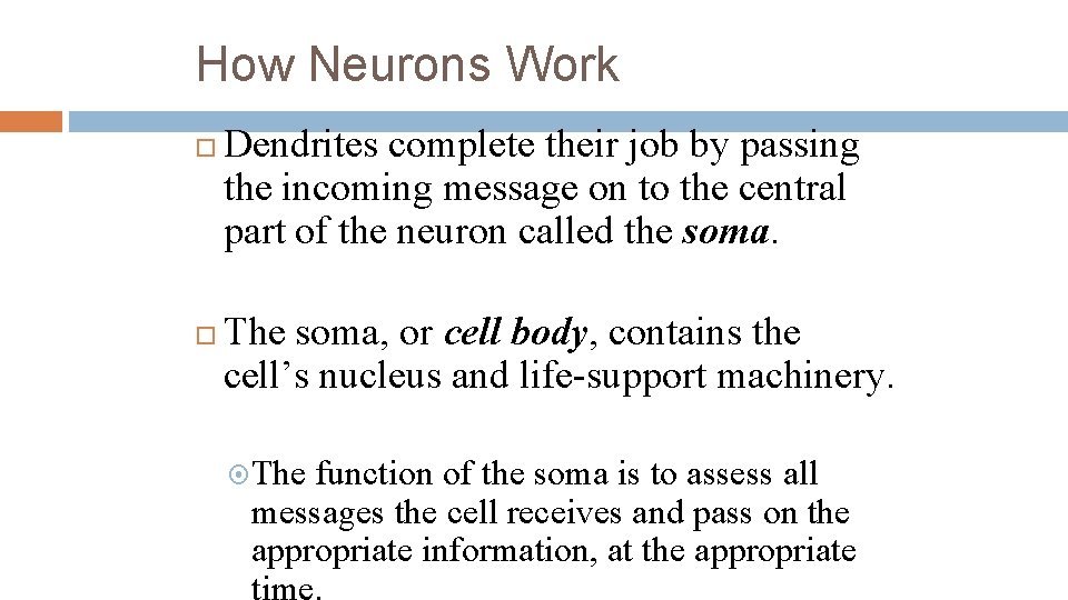 How Neurons Work Dendrites complete their job by passing the incoming message on to