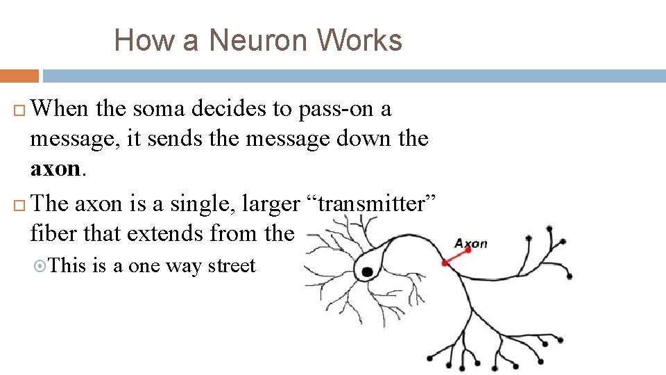 How a Neuron Works When the soma decides to pass-on a message, it sends