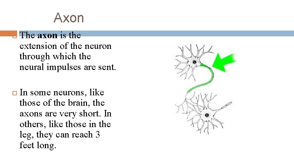 Axon The axon is the extension of the neuron through which the neural impulses