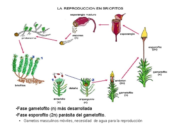 UNIDAD 13 LA REPRODUCCIN EN VEGETALES Puntos principales