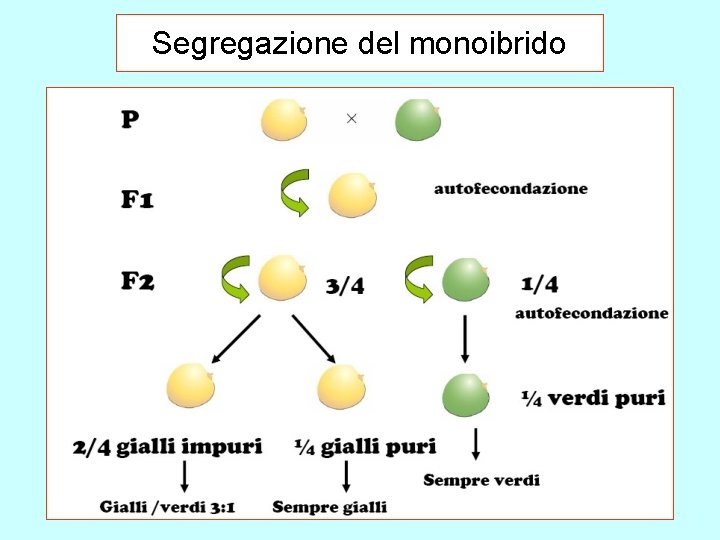 Segregazione del monoibrido 