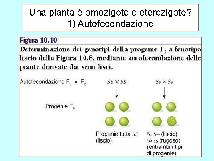 Una pianta è omozigote o eterozigote? 1) Autofecondazione 