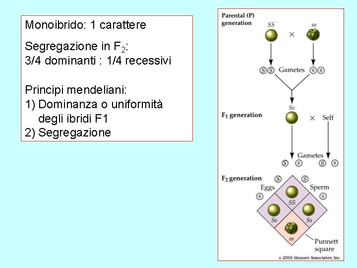 Monoibrido: 1 carattere Segregazione in F 2: 3/4 dominanti : 1/4 recessivi Principi mendeliani: