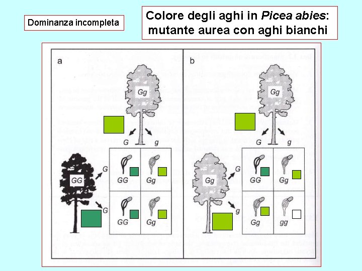 Dominanza incompleta Colore degli aghi in Picea abies: mutante aurea con aghi bianchi 