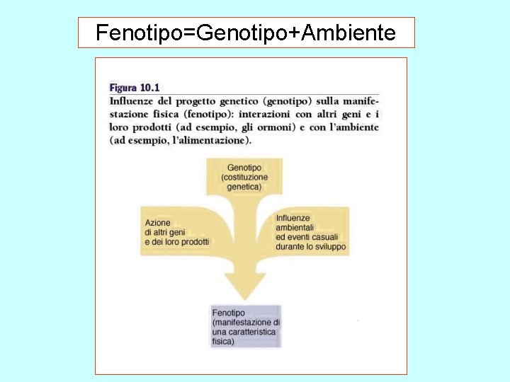 Fenotipo=Genotipo+Ambiente 