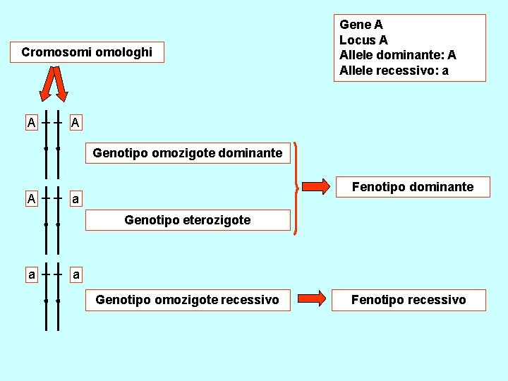 Cromosomi omologhi A Gene A Locus A Allele dominante: A Allele recessivo: a A