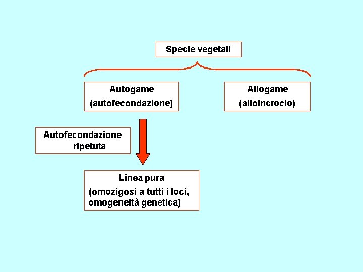 Specie vegetali Autogame Allogame (autofecondazione) (alloincrocio) Autofecondazione ripetuta Linea pura (omozigosi a tutti i