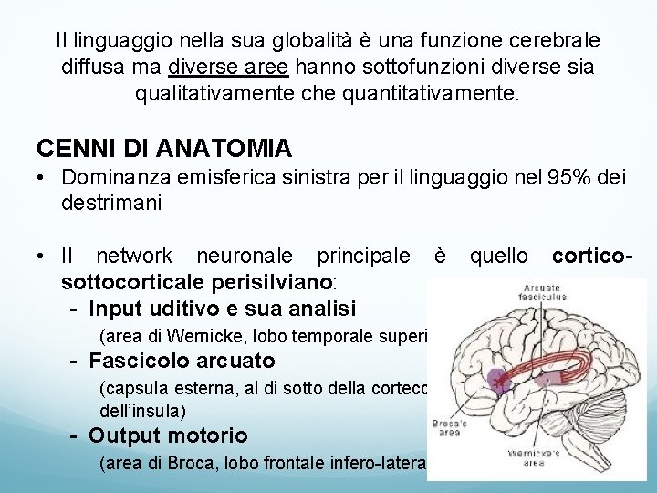 Il linguaggio nella sua globalità è una funzione cerebrale diffusa ma diverse aree hanno Il linguaggio nella sua globalità è una funzione cerebrale diffusa ma diverse aree hanno
