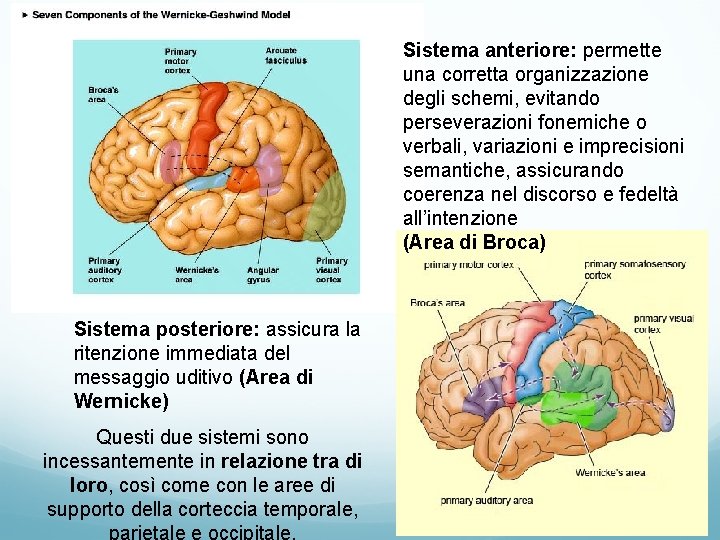 Sistema anteriore: permette una corretta organizzazione degli schemi, evitando perseverazioni fonemiche o verbali, variazioni Sistema anteriore: permette una corretta organizzazione degli schemi, evitando perseverazioni fonemiche o verbali, variazioni