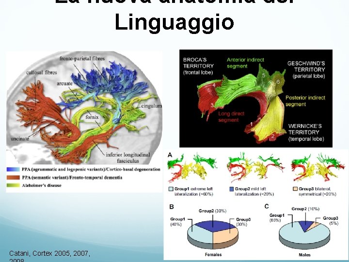 La nuova anatomia del Linguaggio Catani, Cortex 2005, 2007, La nuova anatomia del Linguaggio Catani, Cortex 2005, 2007,