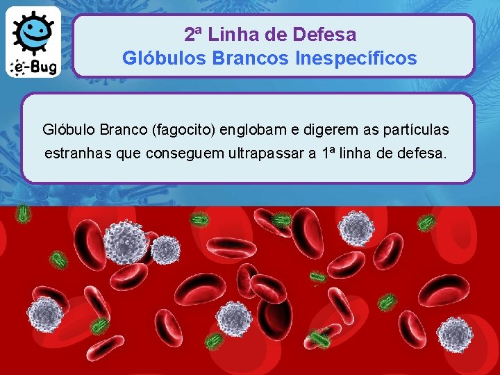 2ª Linha de Defesa Glóbulos Brancos Inespecíficos Glóbulo Branco (fagocito) englobam e digerem as