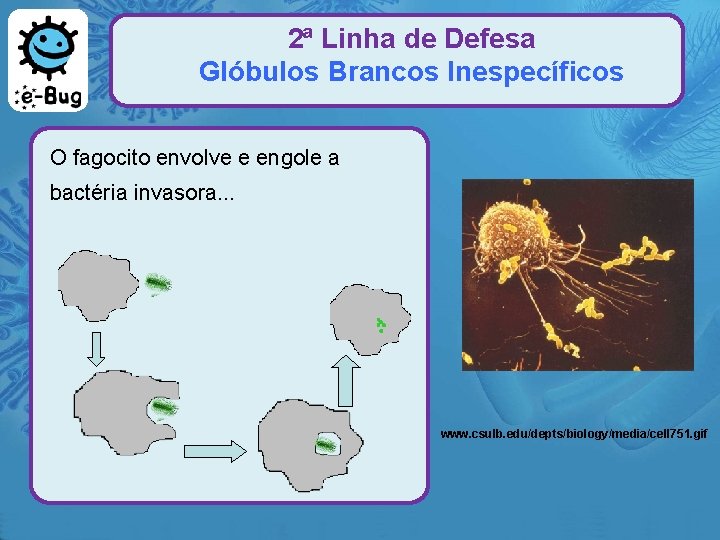 2ª Linha de Defesa Glóbulos Brancos Inespecíficos O fagocito envolve e engole a bactéria