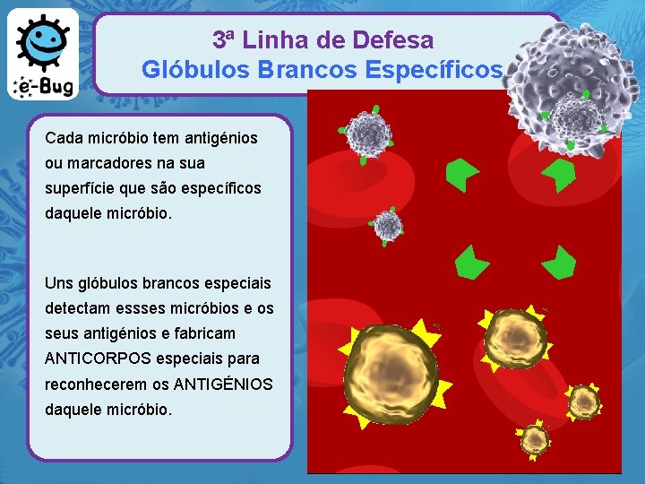 3ª Linha de Defesa Glóbulos Brancos Específicos Cada micróbio tem antigénios ou marcadores na