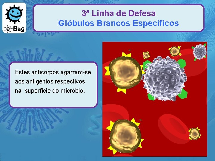 3ª Linha de Defesa Glóbulos Brancos Específicos Estes anticorpos agarram-se aos antigénios respectivos na