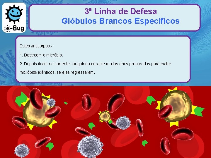 3ª Linha de Defesa Glóbulos Brancos Específicos Estes anticorpos: 1. Destroem o micróbio. 2.