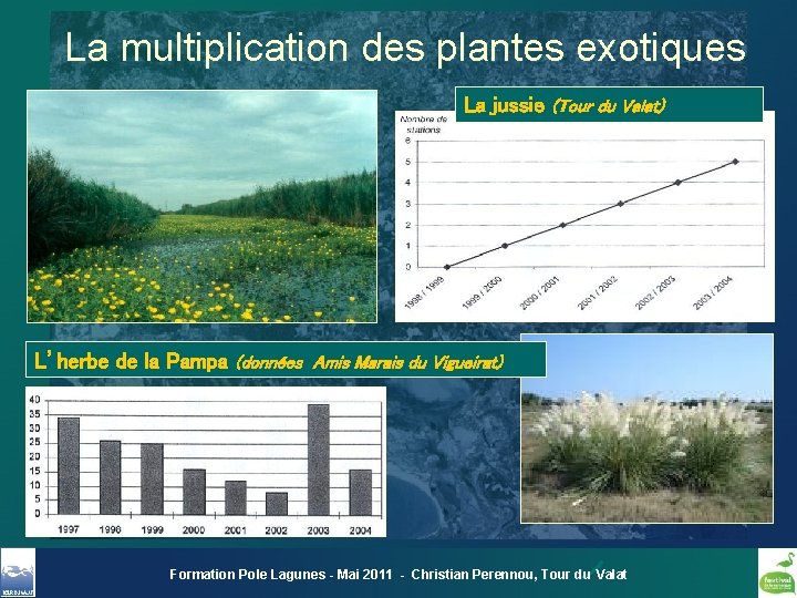 La multiplication des plantes exotiques La jussie (Tour du Valat) L’herbe de la Pampa