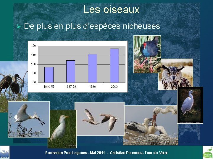 Les oiseaux Ø De plus en plus d’espèces nicheuses Formation Pole Lagunes - Mai