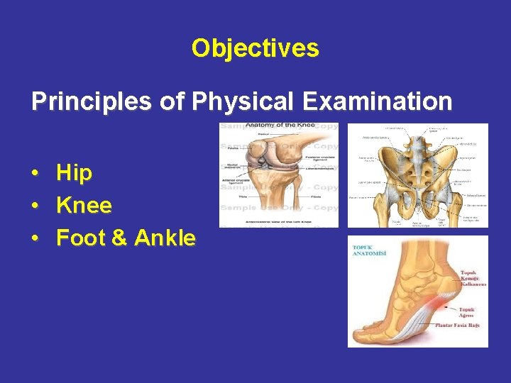 Objectives Principles of Physical Examination • Hip • Knee • Foot & Ankle 