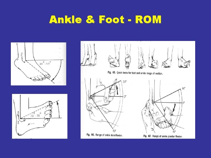 Ankle & Foot - ROM 