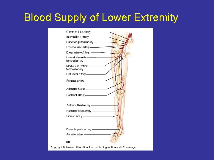 Blood Supply of Lower Extremity 