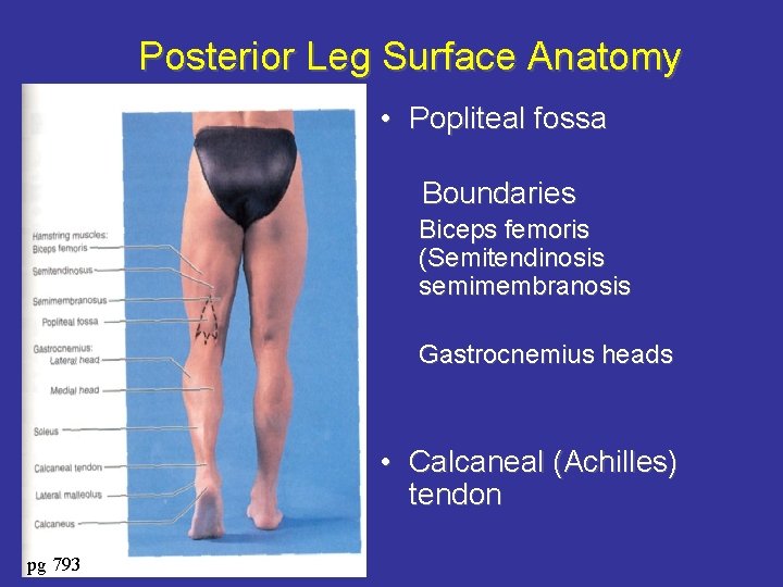 Posterior Leg Surface Anatomy • Popliteal fossa Boundaries Biceps femoris (Semitendinosis semimembranosis Gastrocnemius heads