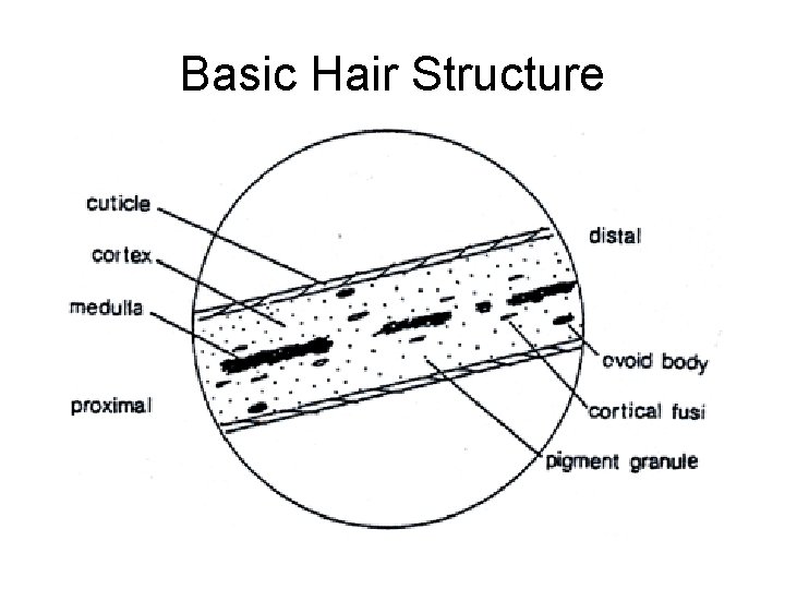 Basic Hair Structure 