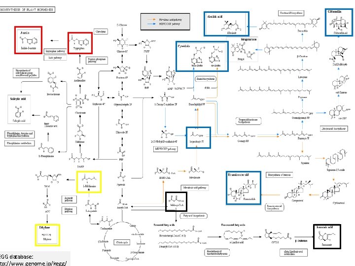 EGG database: tp: //www. genome. jp/kegg/ EGG database: tp: //www. genome. jp/kegg/